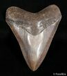 Coffee Colored Georgia Megalodon Tooth - Great Serrations #2996-1